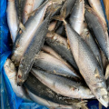 Peixe congelado direto de fábrica cavala redonda inteira